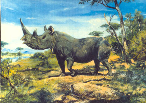 Dicerorhinus mercki (by J. Moravec)