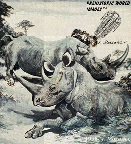 Dicerorhinus mercki (by J. Moravec)