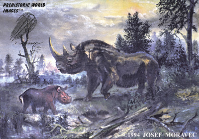 Coelodonta antiquitatis (by J. Moravec)