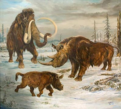 Coelodonta antiquitatis (by J. Moravec)