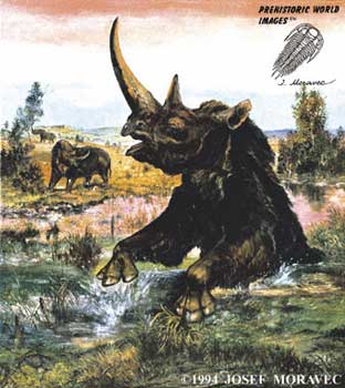 A swamped Coelodonta antiquitatis (by J. Moravec)