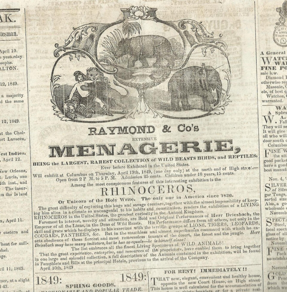 fifth rhino to appear in United States