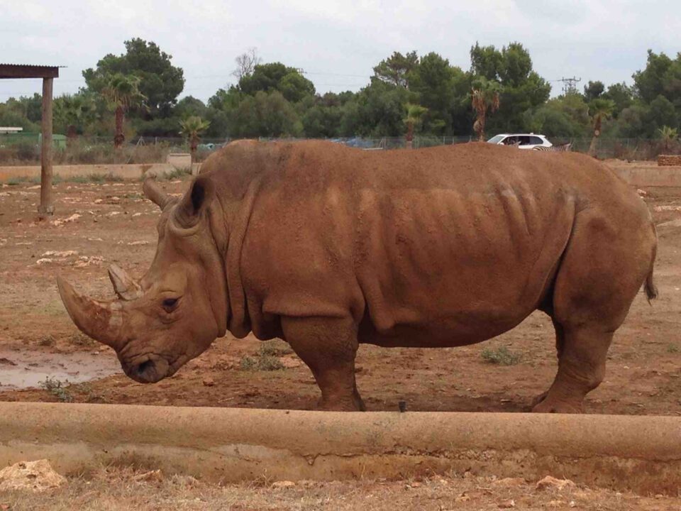 Safaripark Sa Coma 2013