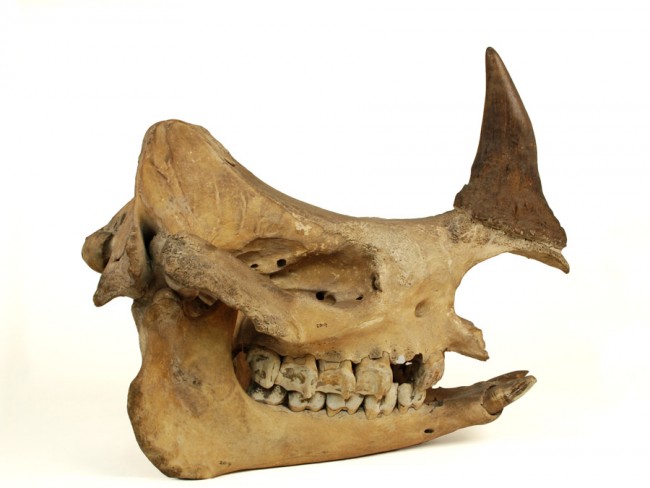 Indian rhino in Horniman