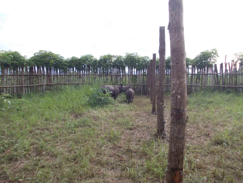 Manas – translocation