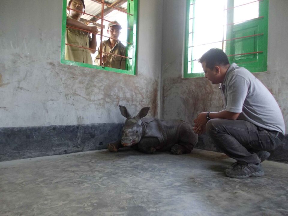 Manas – rescued calf