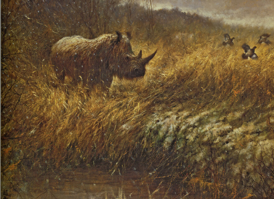 Coelodonta antiquitatis (Blum.) palaeoenvironmental reconstruction