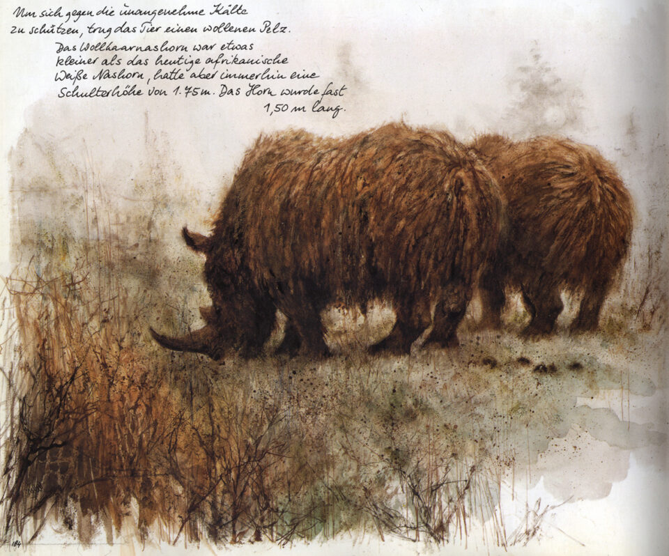 A Coelodonta antiquitatis (Blum.) palaeoenvironmental reconstruction