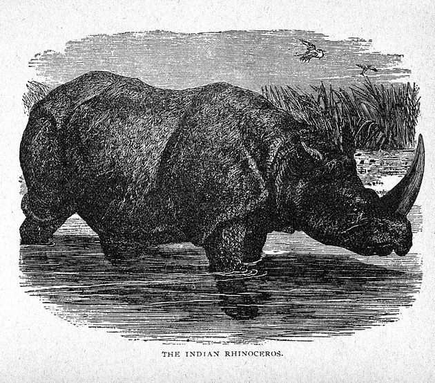 Natural History Young People