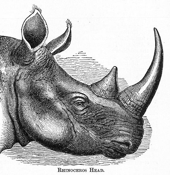 Rhinoceros head 1897
