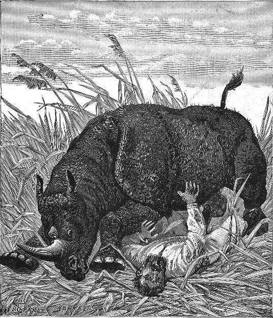 Rhinoceros attack