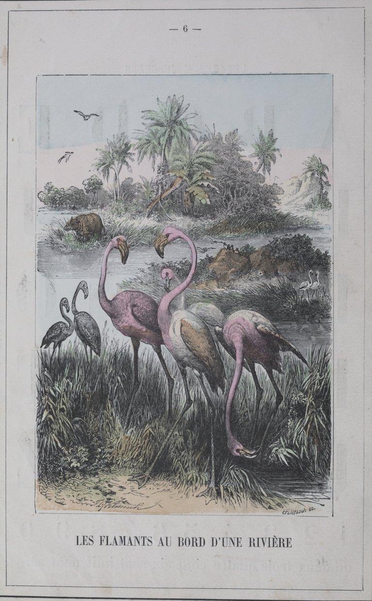 Doudet’s menagerie