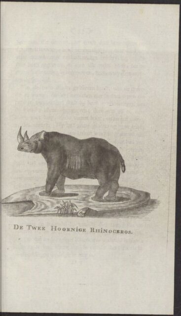 Wildinge two-horned rhino