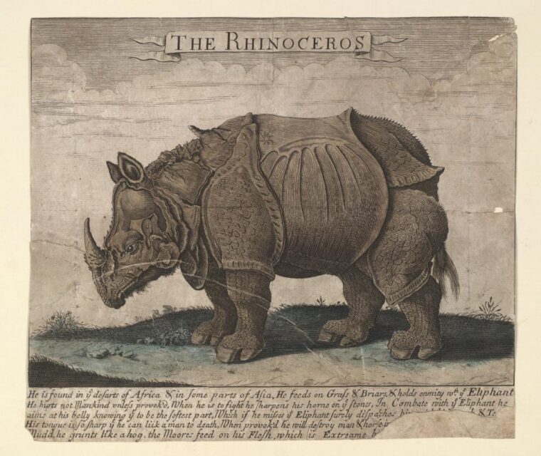 Rhino in the deserts