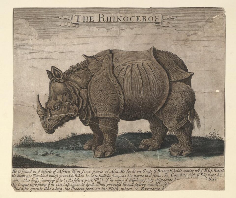 Rhino in the deserts