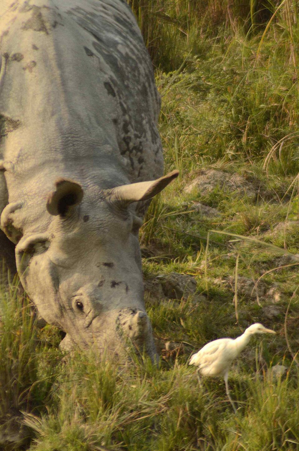 Rhino and Cattle egret