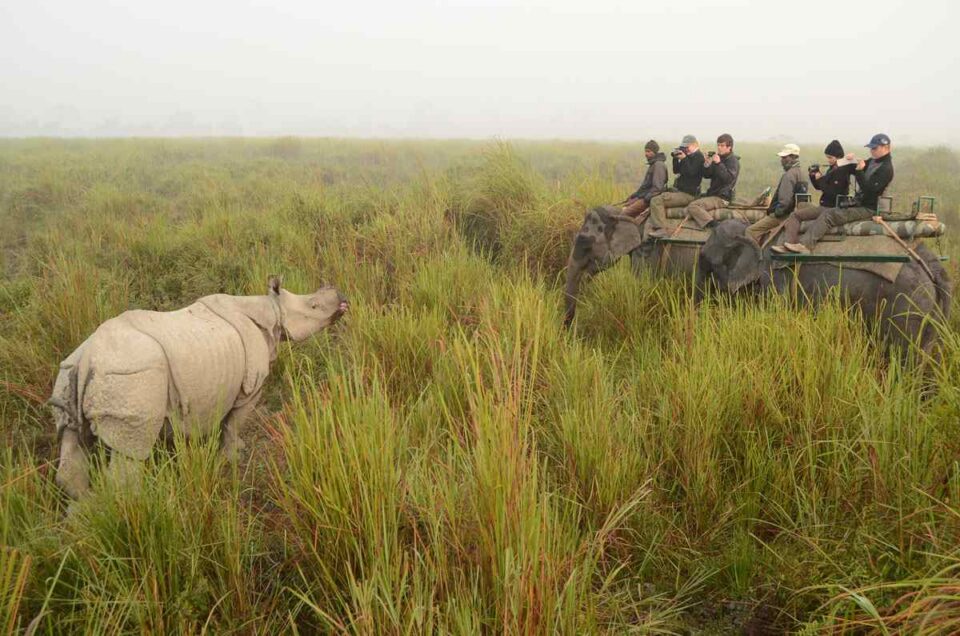 Rhino in morning mist