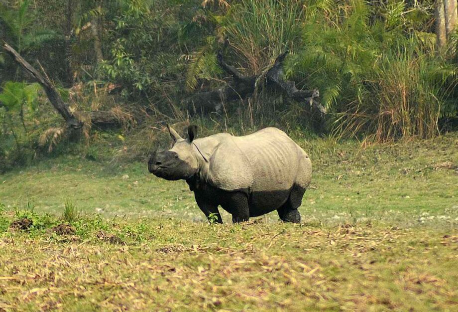 Two-toned rhino in Kaziranga