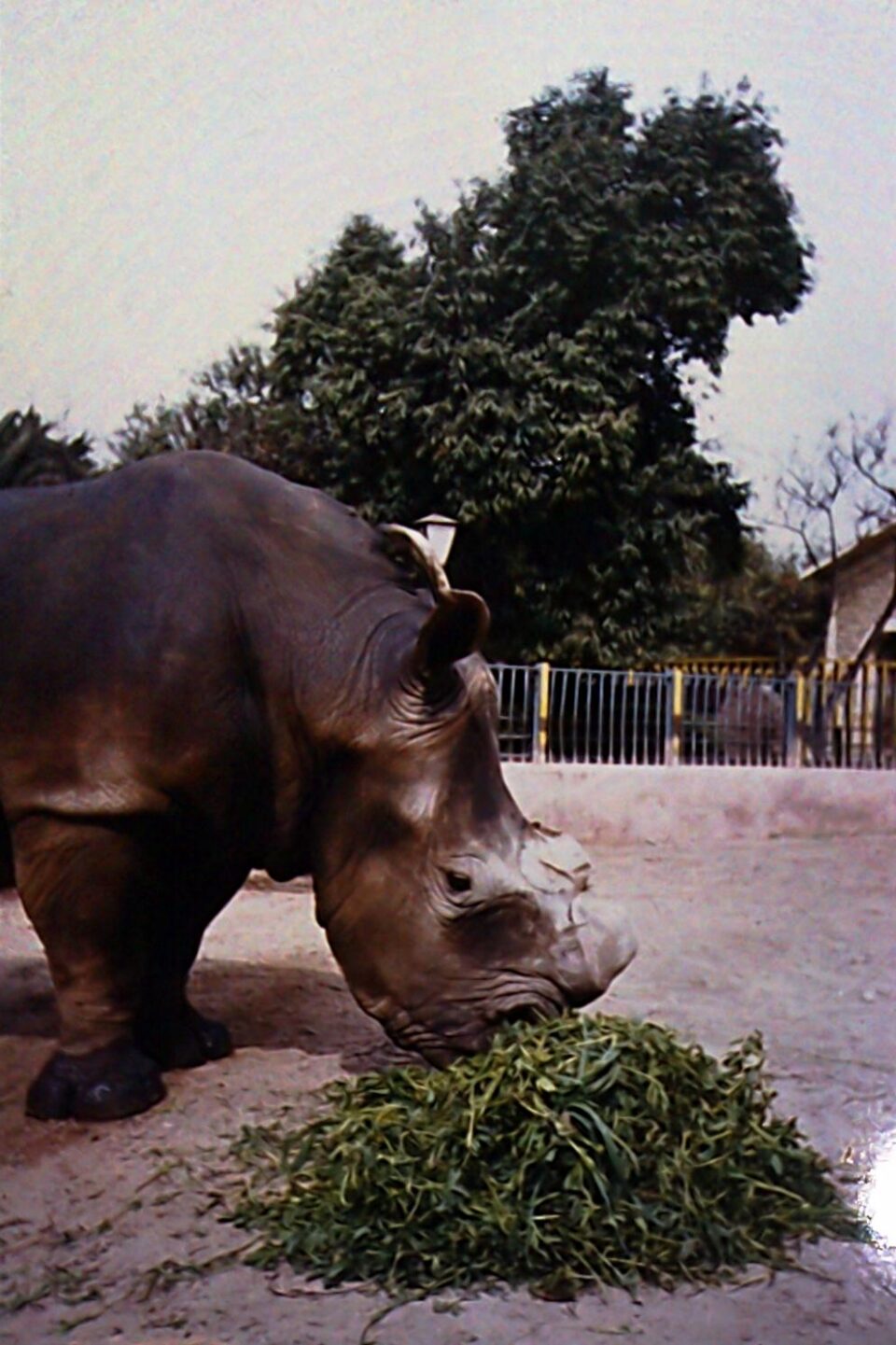 Alexandria white rhino