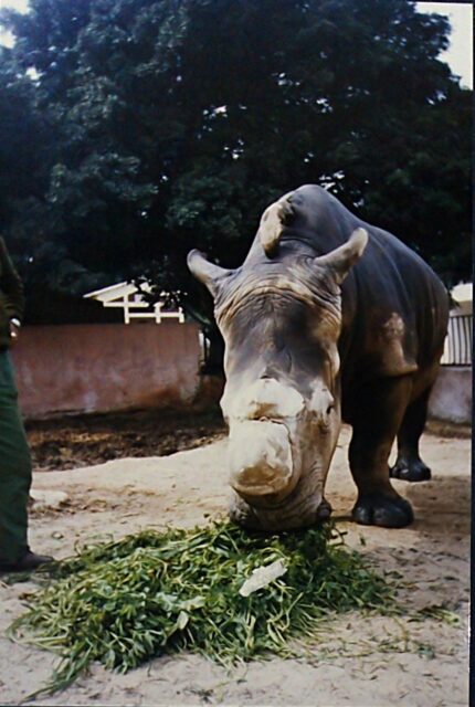 Alexandria Studbook 130