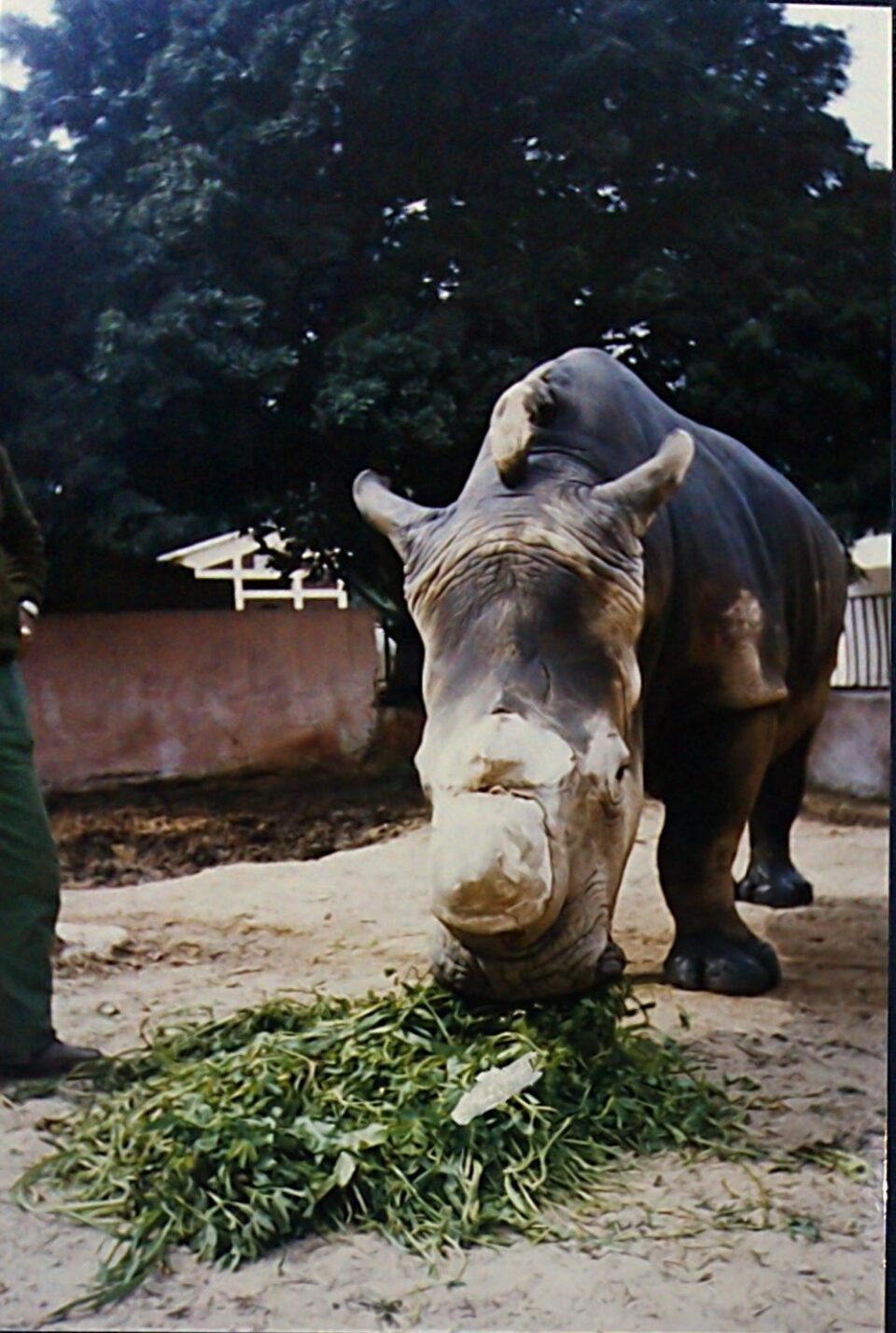 Alexandria Studbook 130