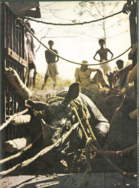 Rhino capture in Assam