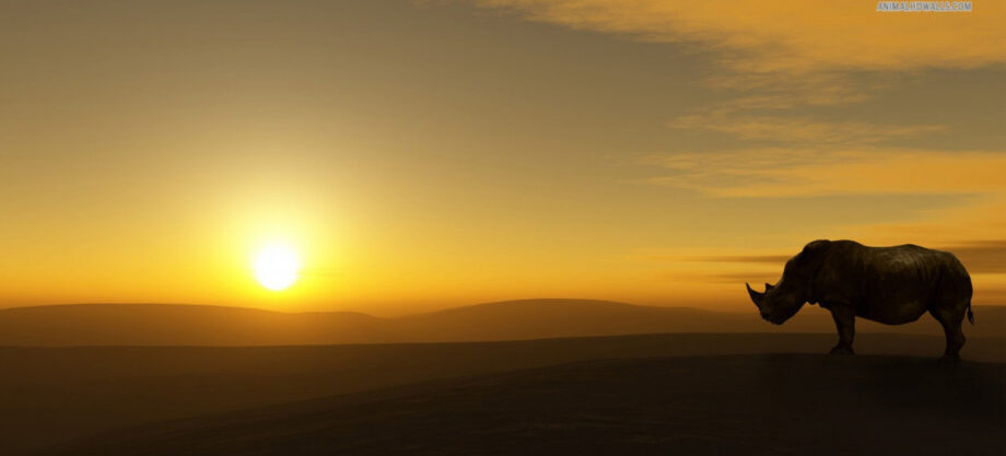 Waiting for the sunset