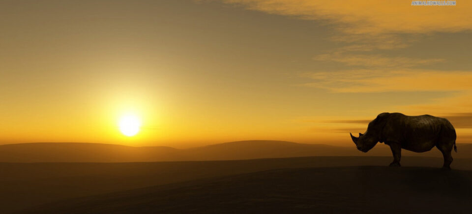 Waiting for the sunset