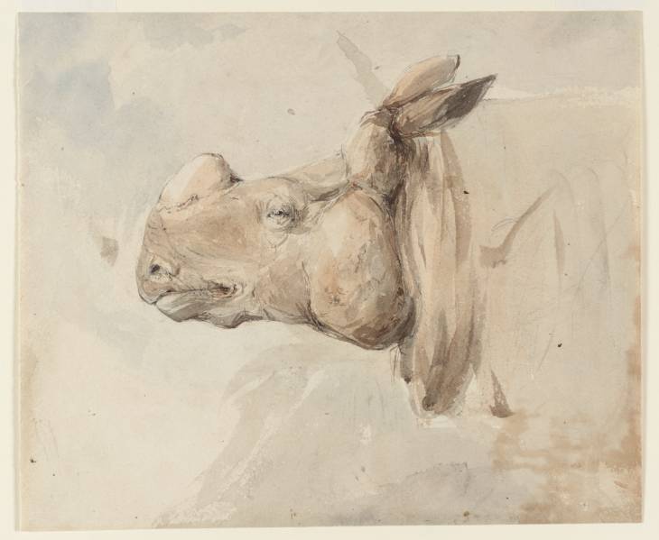 Goodall Head of Rhinoceros