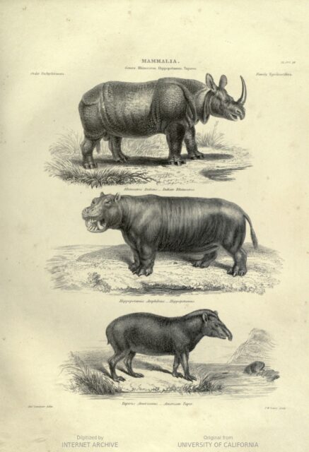 Landseer 1851