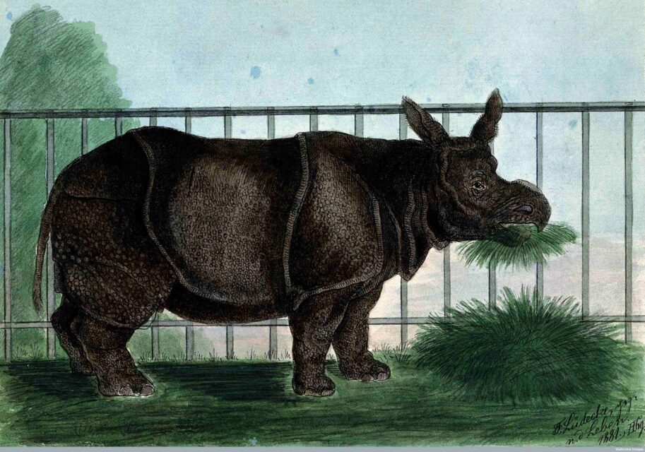 Rhinoceros in London