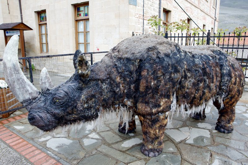 A Coelodonta antiquitatis (Blum., 1799) reconstruction