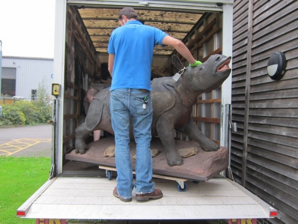 Exeter – Peel’s rhino