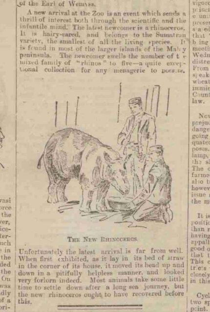 London 1898 Sumatran