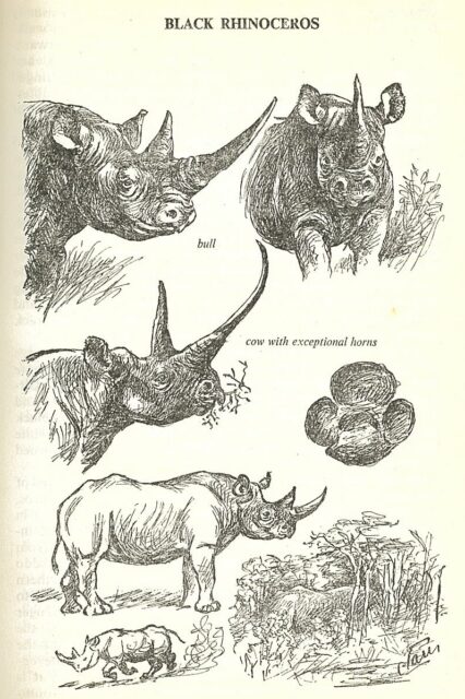 African rhinoceroses