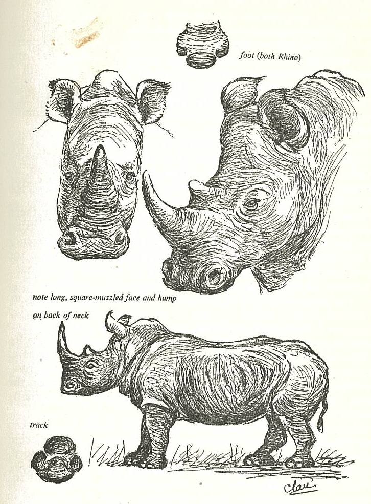 White rhinoceros views