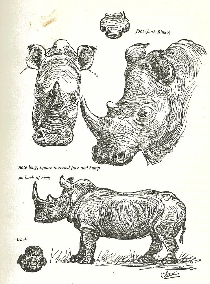 White rhinoceros views