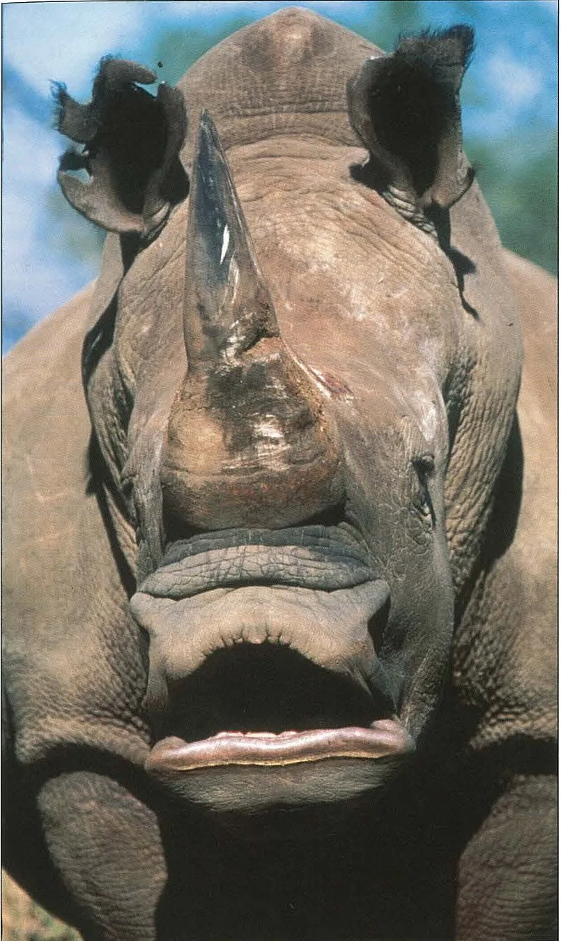White rhino snout — Rhino Resource Center