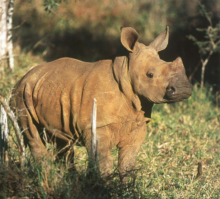 Swaziland young rhino