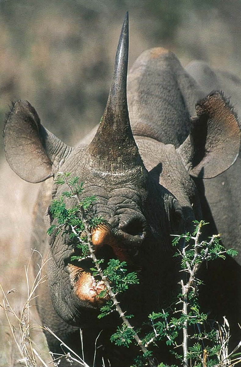 Black rhino browsing