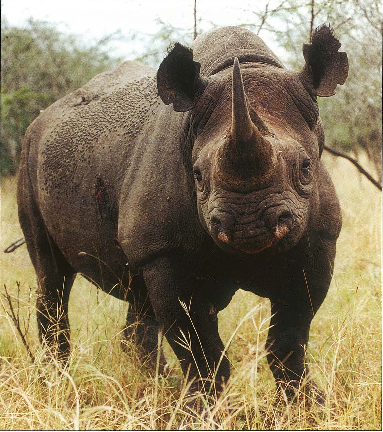 Africa black rhino — Rhino Resource Center