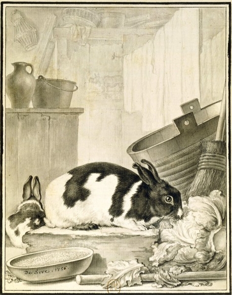 Rabbit and rhinoceros