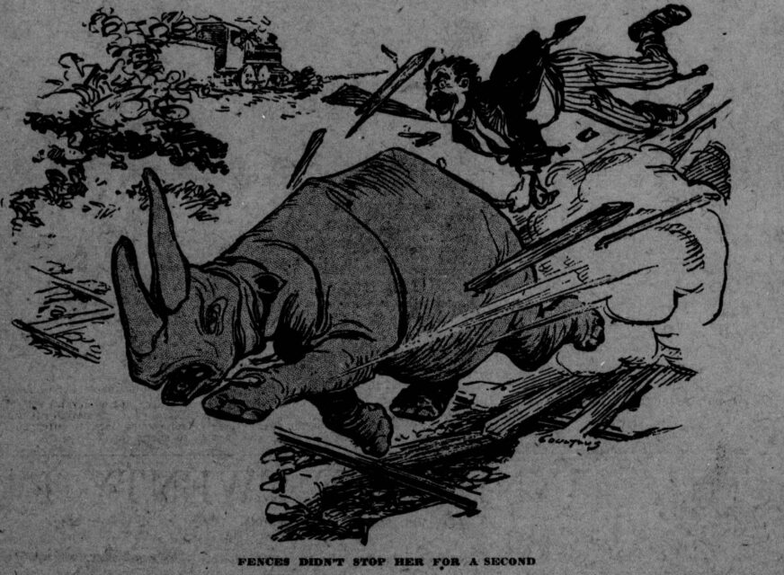 Riding a rhinoceros