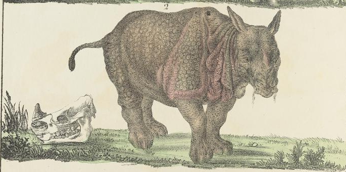 Reichenbach 1835 “indicus”