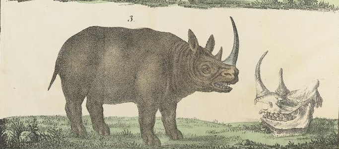 Reichenbach 1835 “africanus”