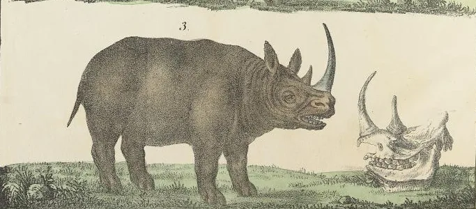 Reichenbach 1835 “africanus”