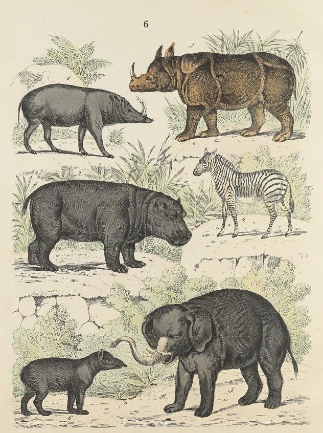 Naturgeschichte der Saugethiere 1840