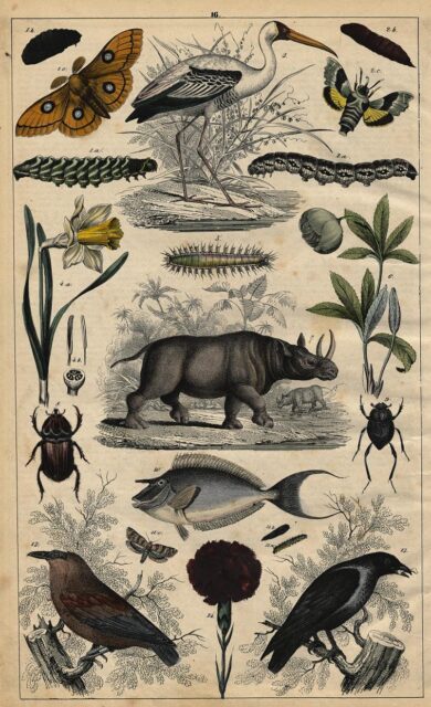 Neuestes Bilderbuch 1848