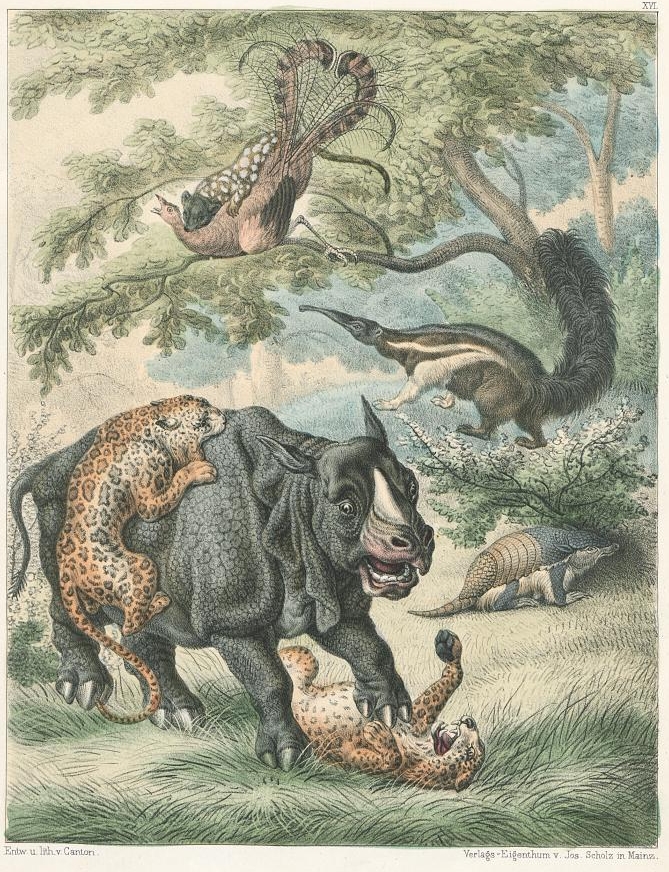 Canton Thiergarten 1854