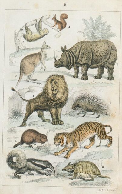 Wagner Naturgeschichte 1865